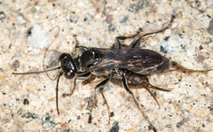 Lyroda