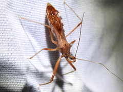 Rocconota annulicornis