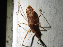 Rocconota annulicornis