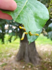 Pristiphora conjugata