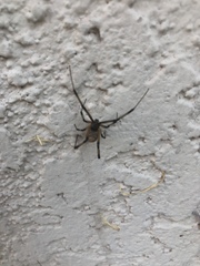 Latrodectus geometricus