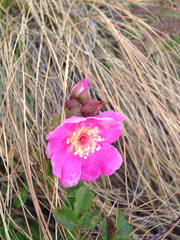 Rosa spithamea