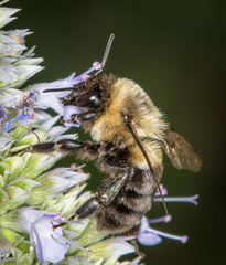 Bombus impatiens