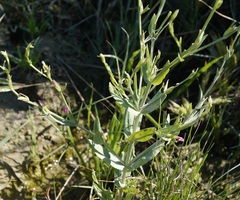 Schenkia spicata