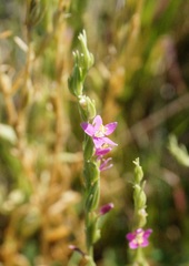 Schenkia spicata