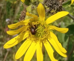 Haplorhynchites aeneus