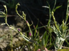 Schenkia spicata