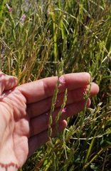 Schenkia spicata