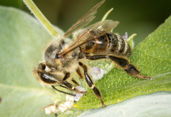 Apis mellifera