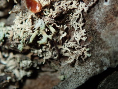 Didymocyrtis pseudeverniae