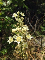 Toxicoscordion fontanum