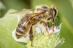 Apis mellifera