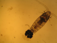 Eudiaptomus