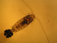 Eudiaptomus