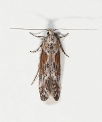 Gnorimoschema septentrionella
