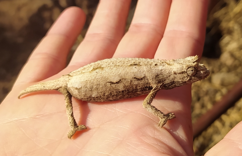 Kenya Stumptail Chameleon