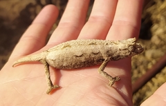 Rieppeleon kerstenii