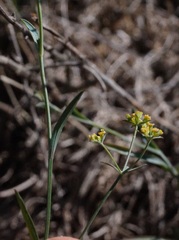 Bupleurum brachiatum