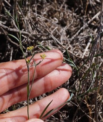 Bupleurum brachiatum