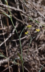 Bupleurum brachiatum