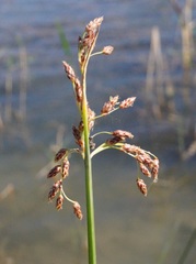 Schoenoplectus litoralis