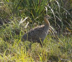 Rhynchotus rufescens