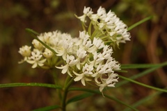 Asclepias angustifolia