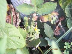 Stylophorum diphyllum