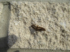 Parapoynx obscuralis