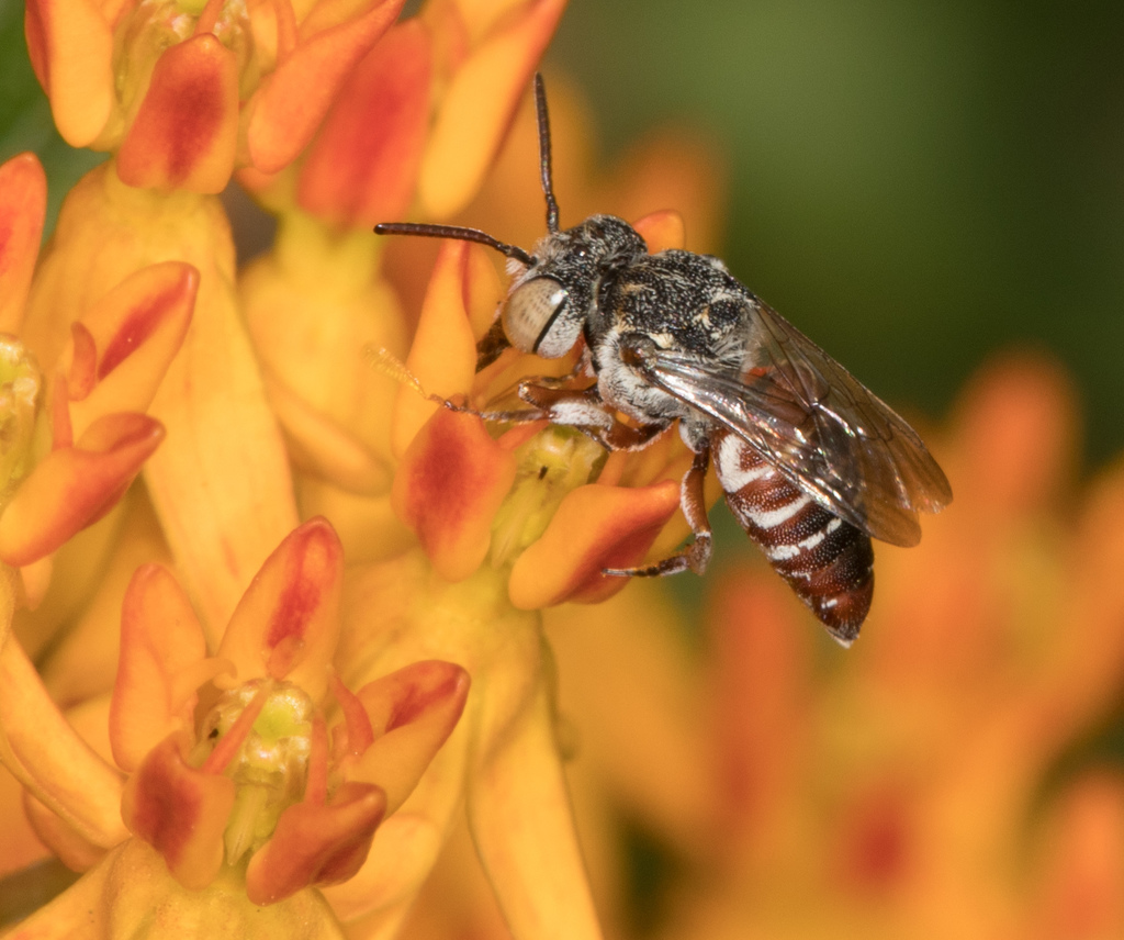 Coelioxys coturnix