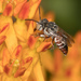 Coelioxys coturnix - Photo (c) David Cappaert, some rights reserved (CC BY-NC), uploaded by David Cappaert