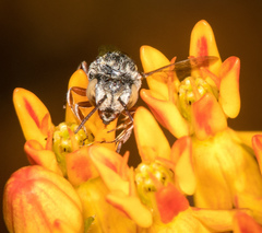 Coelioxys coturnix