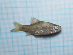 Systomus orphoides