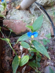 Commelina communis