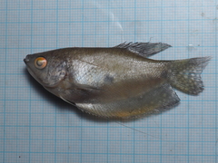 Trichopodus trichopterus