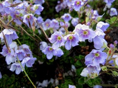 Veronica hookeriana