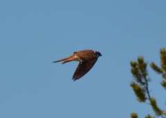 Falco sparverius sparverius