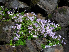 Veronica hookeriana