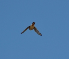 Falco sparverius sparverius