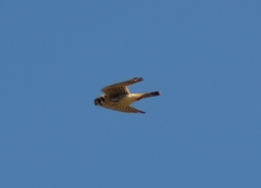 Falco sparverius sparverius