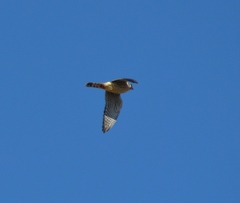 Falco sparverius sparverius