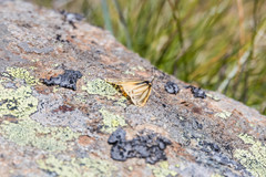 Setina aurita