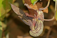 Aristolochia esperanzae