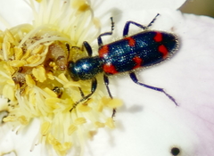 Trichodes nuttalli
