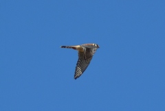 Falco sparverius sparverius