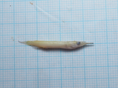 Dermogenys pusilla