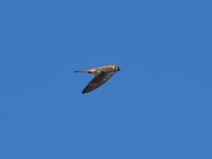 Falco sparverius sparverius