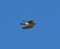 Falco sparverius sparverius
