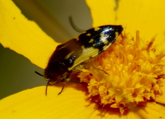 Acmaeodera pulchella