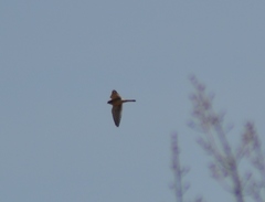 Falco sparverius sparverius